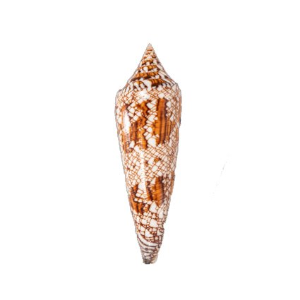 Meeresschnecke┼ GEM ┼ Conus bengalensis ┼ - Altezza: 90 mm- 30 g - (1) #1.0