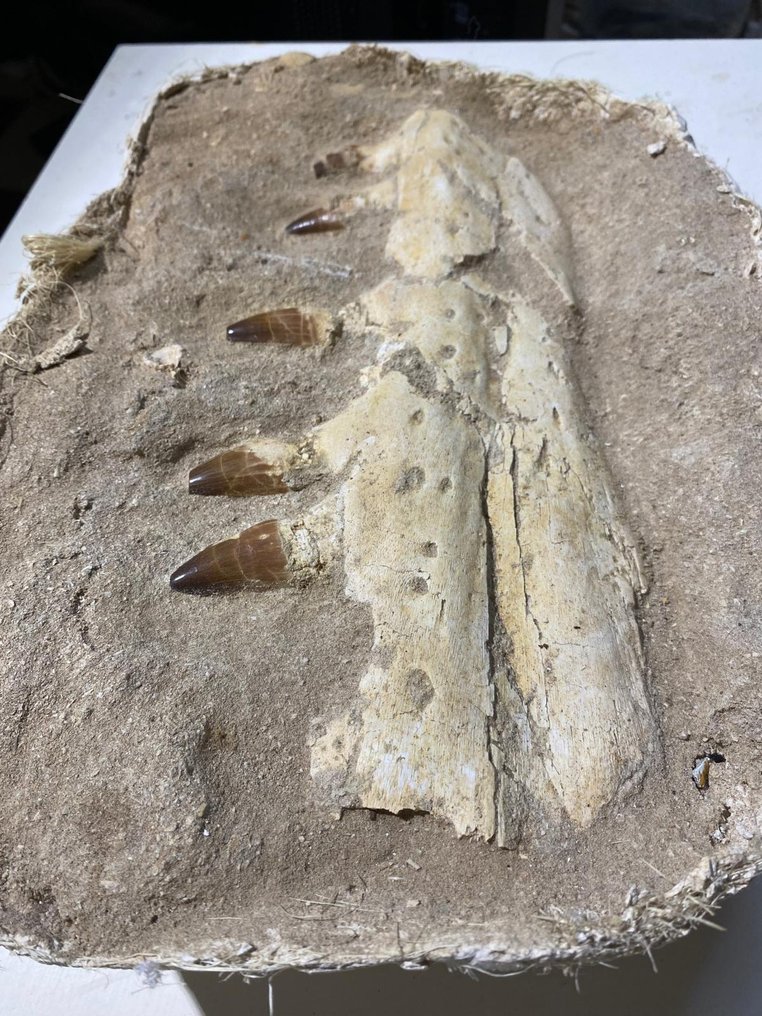 Mosasaur - Fossil tooth - 27 cm - 11.5 cm (No reserve price) #3.2