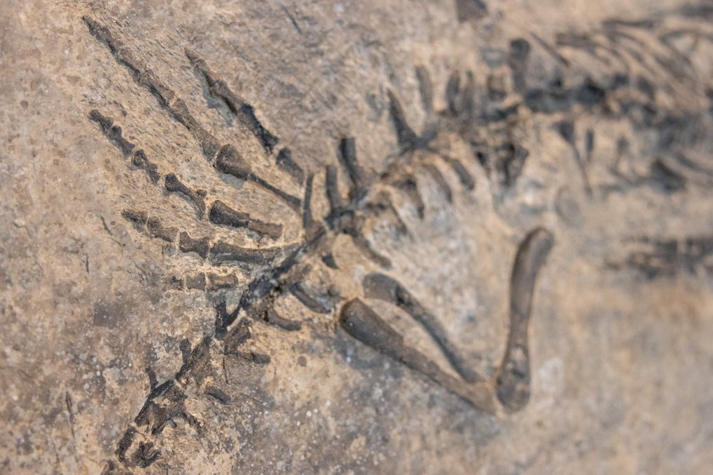 Reptile marin - Squelette fossile - Claudiosaurus germaini - 31 cm - 86 cm #3.2