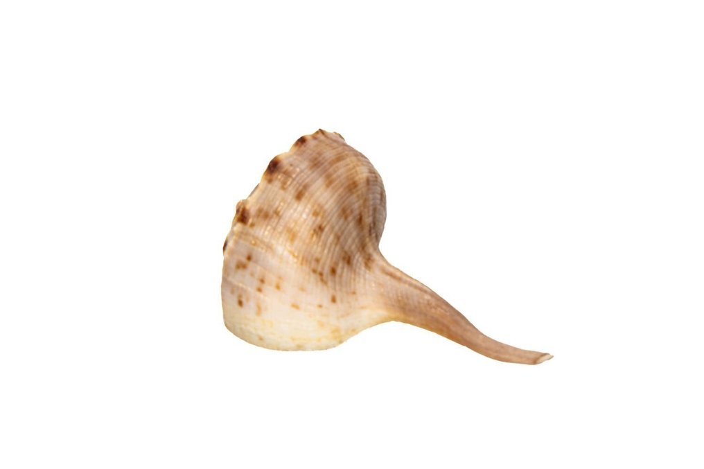 海洋蜗牛┼ GEM ┼ 骨架 - tudicula spirillus- - 0 mm - 0 mm - 68 mm- 非《瀕臨絕種野生動植物國際貿易公約》物種 -  (1) #1.0