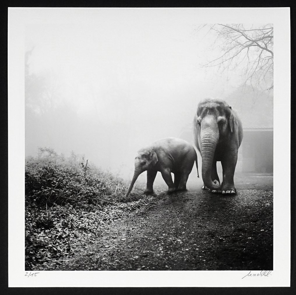 Frank Machalowski - tierwald #43 #1.0