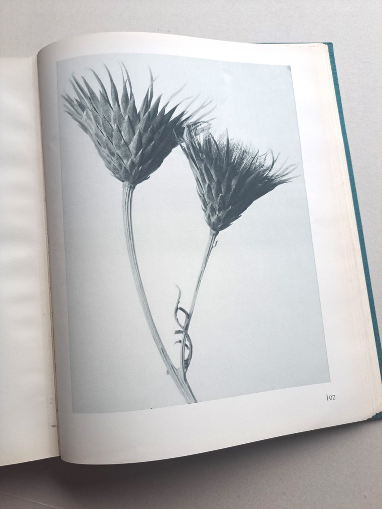 Karl Blossfeldt - Art Forms in Nature - Urformen der Kunst - 1929 #1.0
