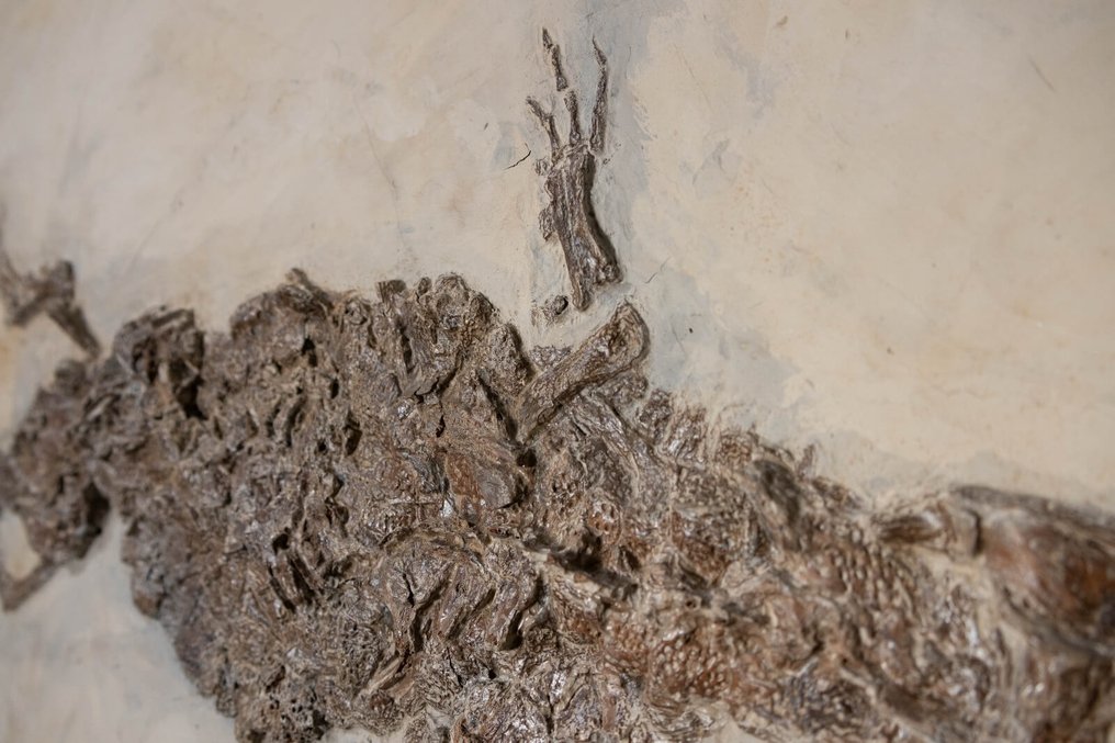 Krokodil - Fossiles Skelett - Diplocynodon sp. - 59 cm - 115.5 cm #2.1