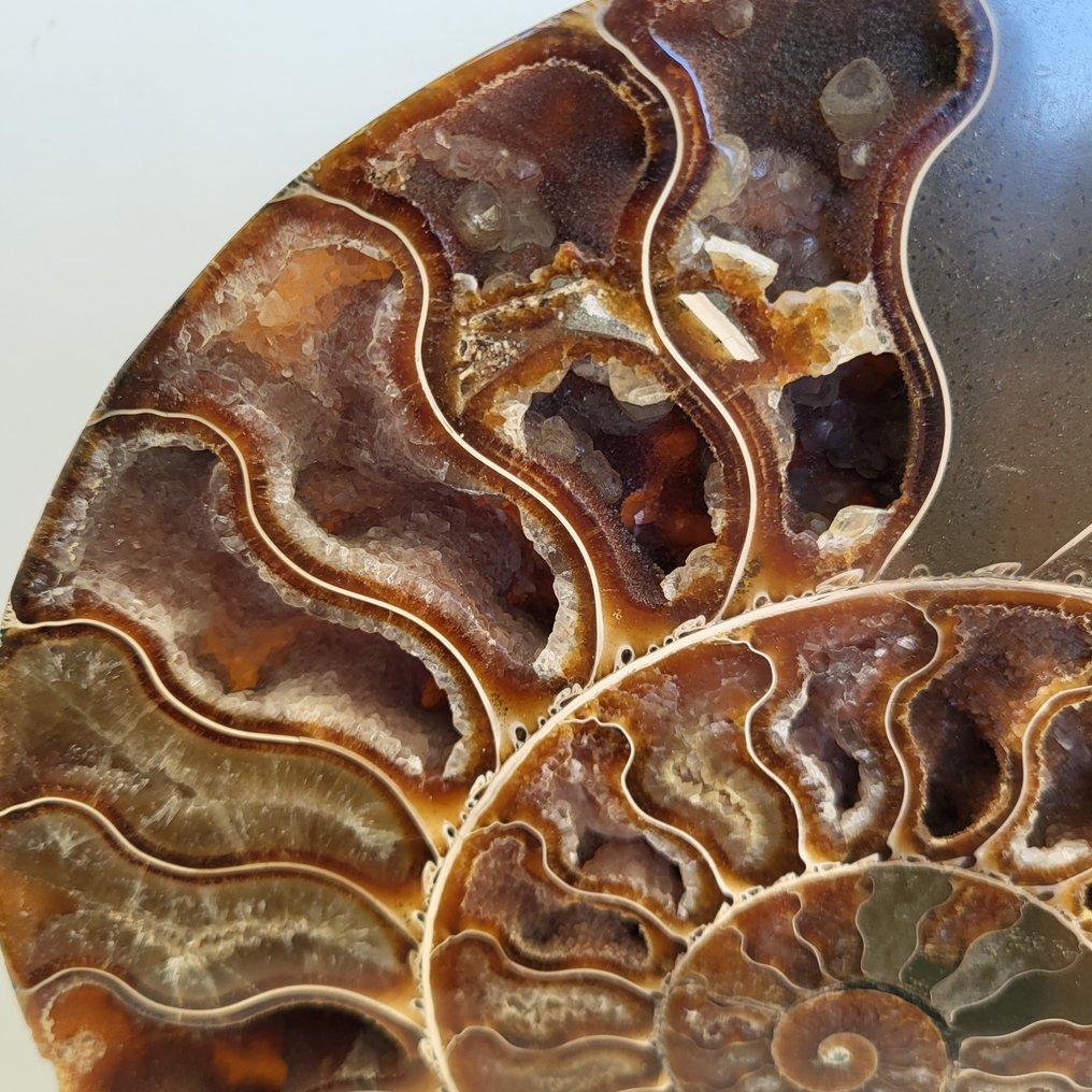 Fantastische XXL grote ammoniet op marmeren display - Gefossiliseerde schelp - Aioloceras (Cleoniceras) sp. - 29 cm - 20 cm (Zonder minimumprijs) #2.1