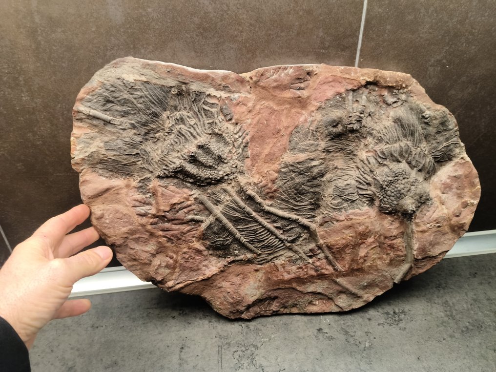 Matrice fossile #1.0