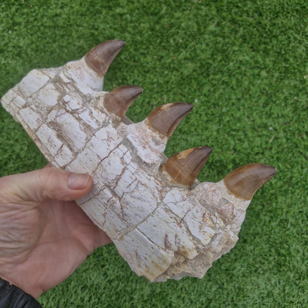 Maxilar fosil de mosasaur - Maxilar fosilizat - Mosasaurus beaugei - 213 mm - 135 mm (Fără preț de rezervă) #2.1