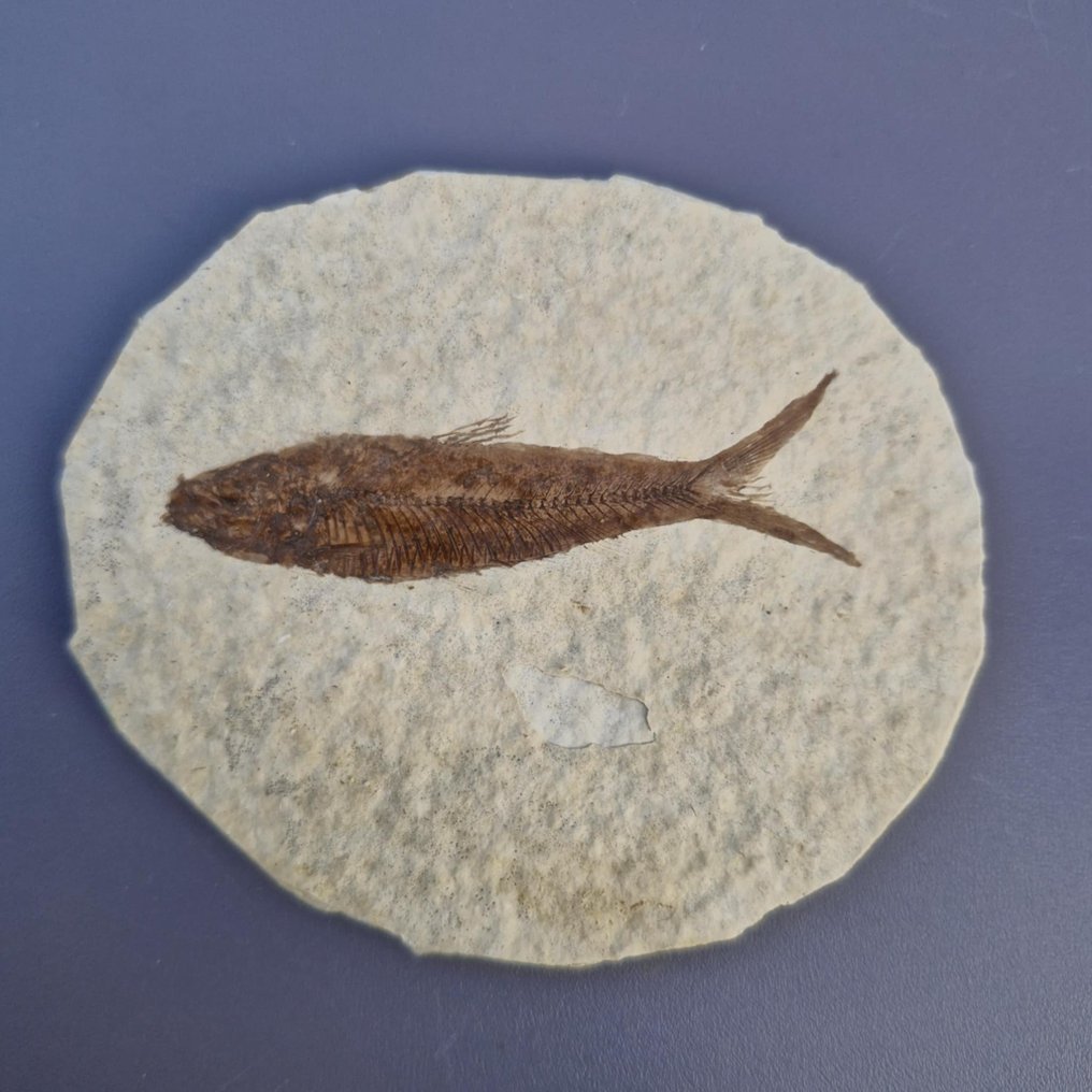 Peixe - Amostra fóssil com vários espécimes - Knightia eocaena - 84 mm - 71 mm  (Sem preço de reserva) #1.0