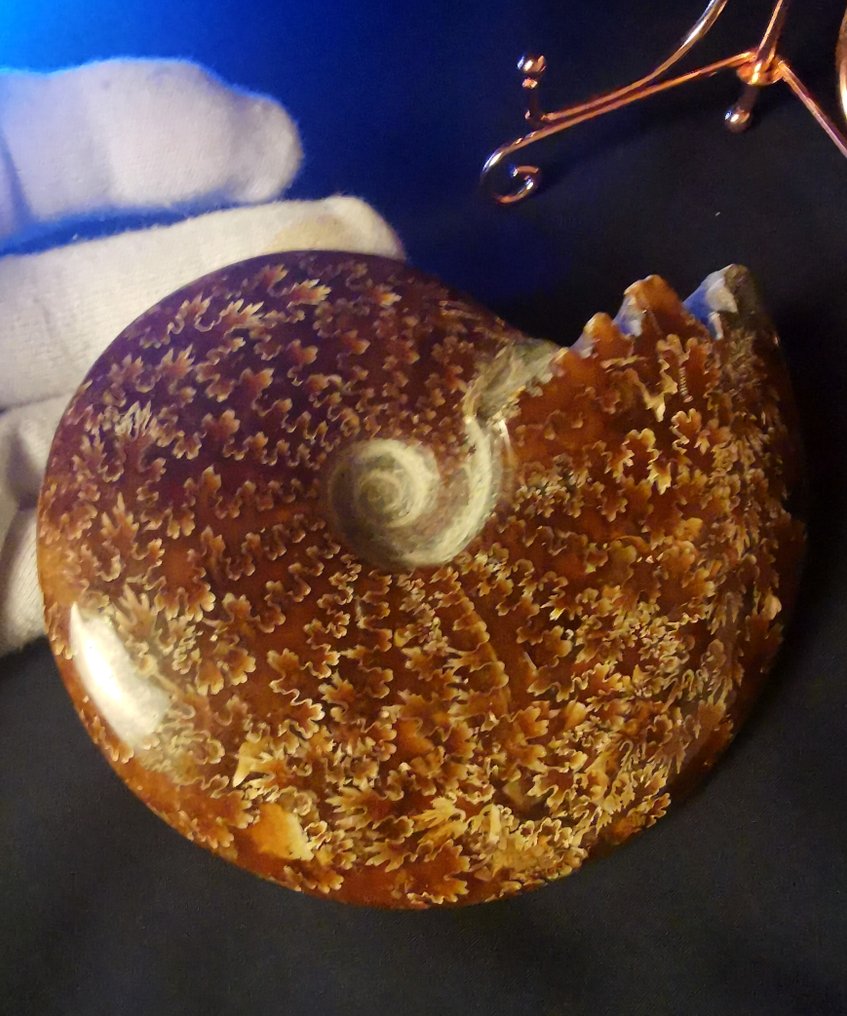 Ammonit - Tierfossil - Jurassic AA Ammonit Kopffüsser 400 g 11,8 x 9,4cm wundervolles Stück mit bestens erhaltenen Loben!  (Ohne mindestpreis) #1.0