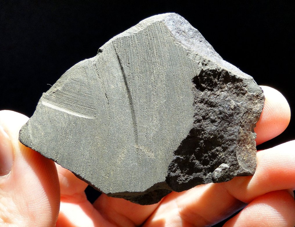 Trilobite - Fossilised animal - Ellipsocephalus hoffi - rare and perfect preserved! (No reserve price) #2.1