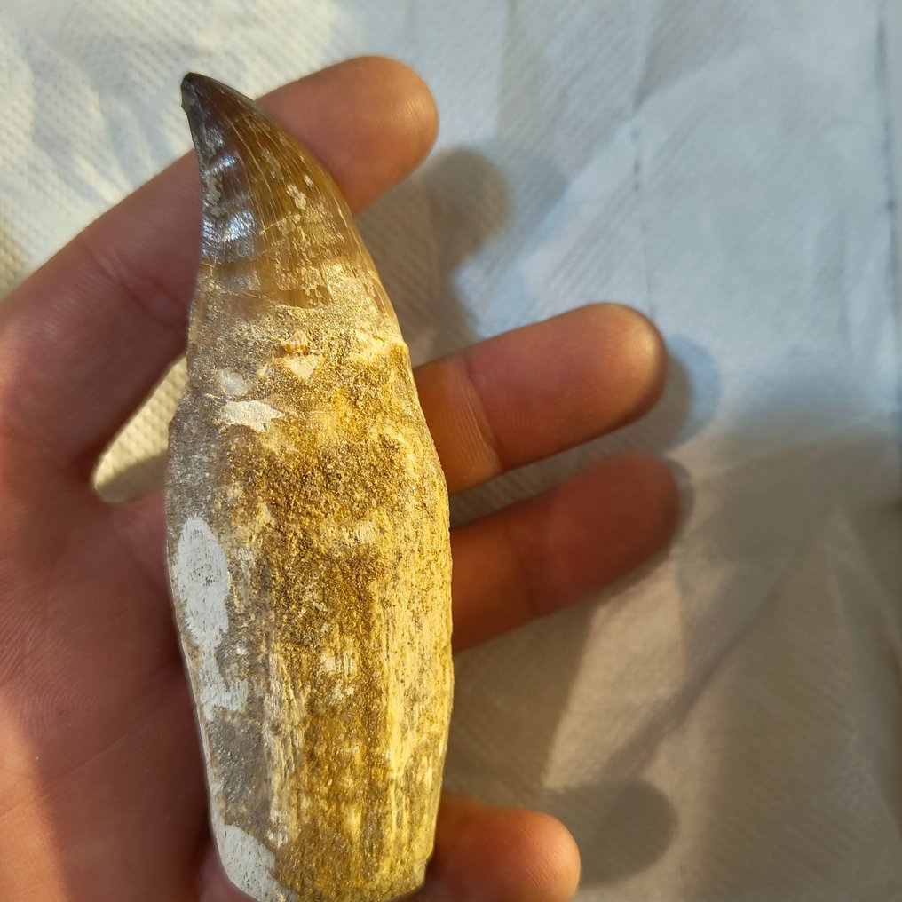 Mosassauro - Dente fóssil - dientes (Sem preço de reserva) #3.2