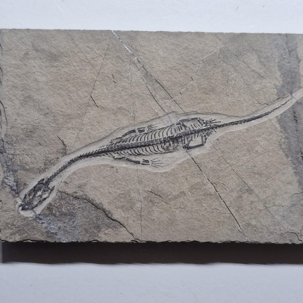 Splendidamente conservato - Animale fossilizzato - Keichousaurus hui - 112 mm - 70 mm #1.0