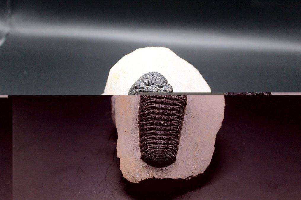 三叶虫 - 矩阵化石 - Phacops sp  (没有保留价) #1.0