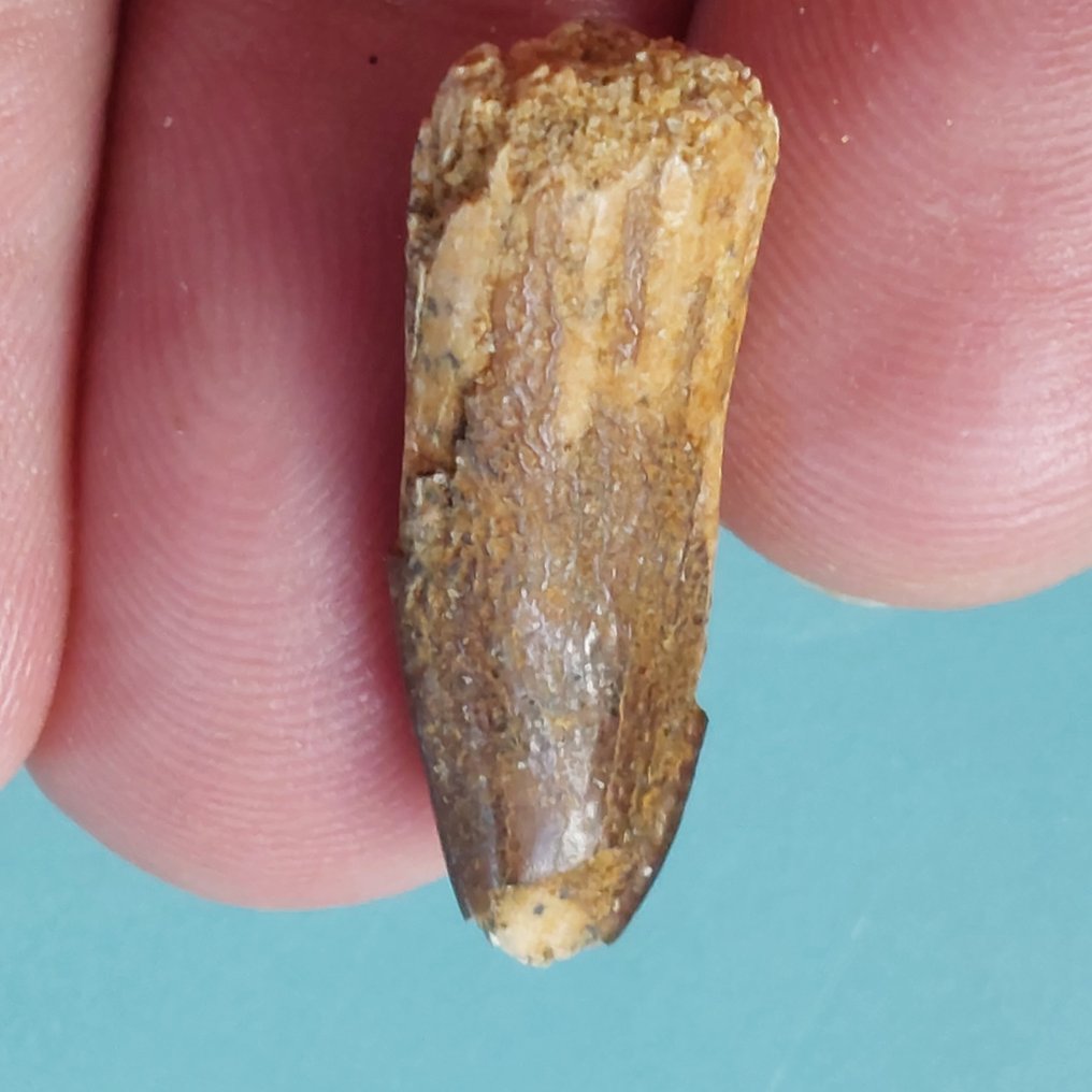 Sjældnere tand fra Rebbachisaurus, 28 mm. - Fossil tand - 28 mm - 10 mm  (Ingen mindstepris) #1.0