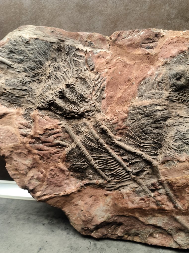 Matrice fossile #2.1