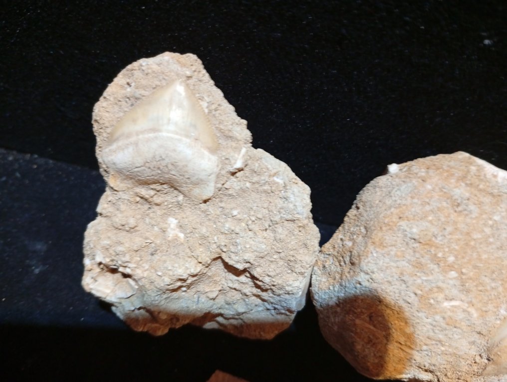 Shark Set of teeth - Corax - 4 cm - 3 cm - 0 cm - (32) #3.2