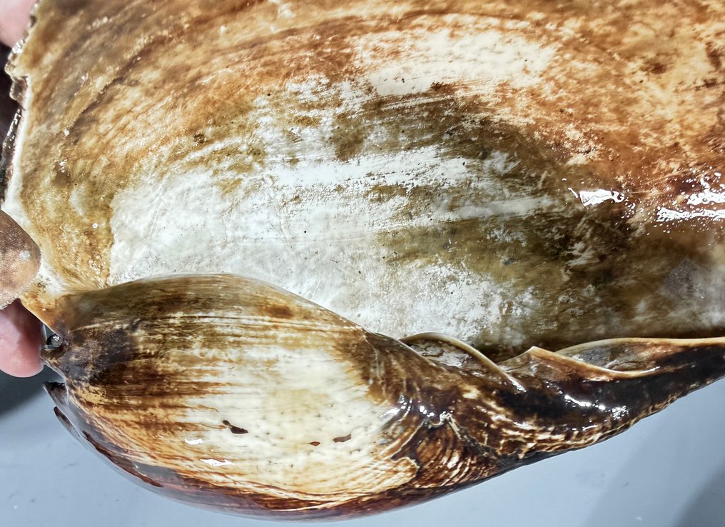 Σετ δύο κελύφη αυχένα Bailer - Δυτικό Πάπυα  (χωρίς τιμή ασφαλείας) #2.1