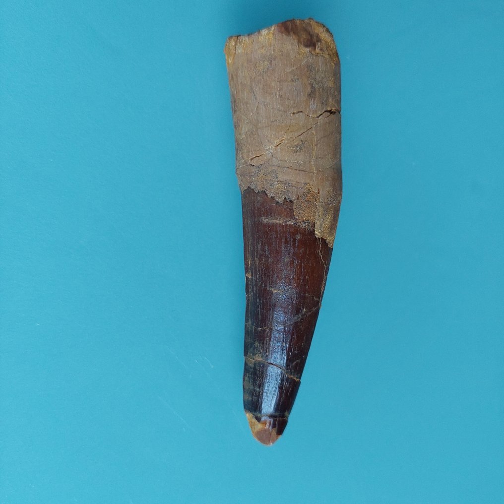 Dinosaurier - Fossiler Zahn - Spinosaurus aegyptiacus - 93 mm - 22 mm #2.1