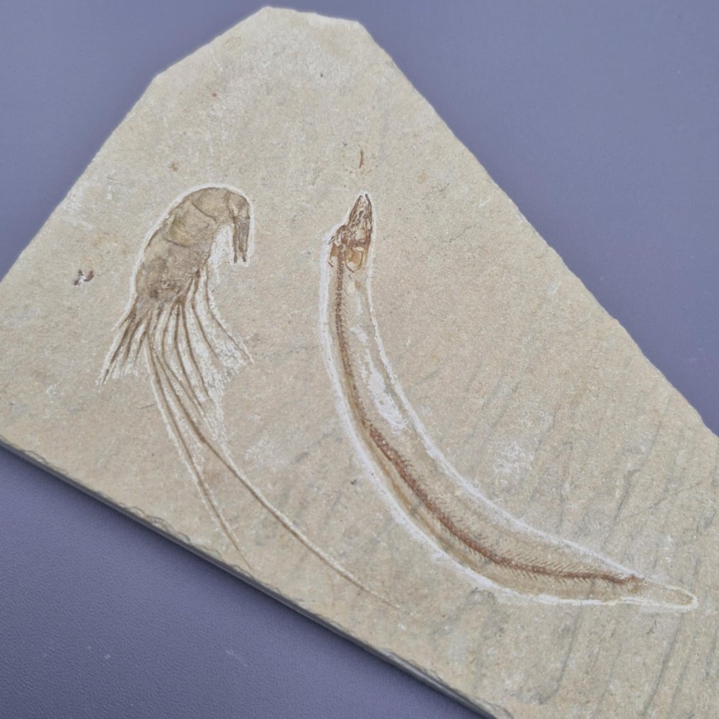 Peixe fóssil com camarão. - Esqueleto fóssil - Hayenchelys en carpopenaeus - 143 mm - 99 mm  (Sem preço de reserva) #1.0