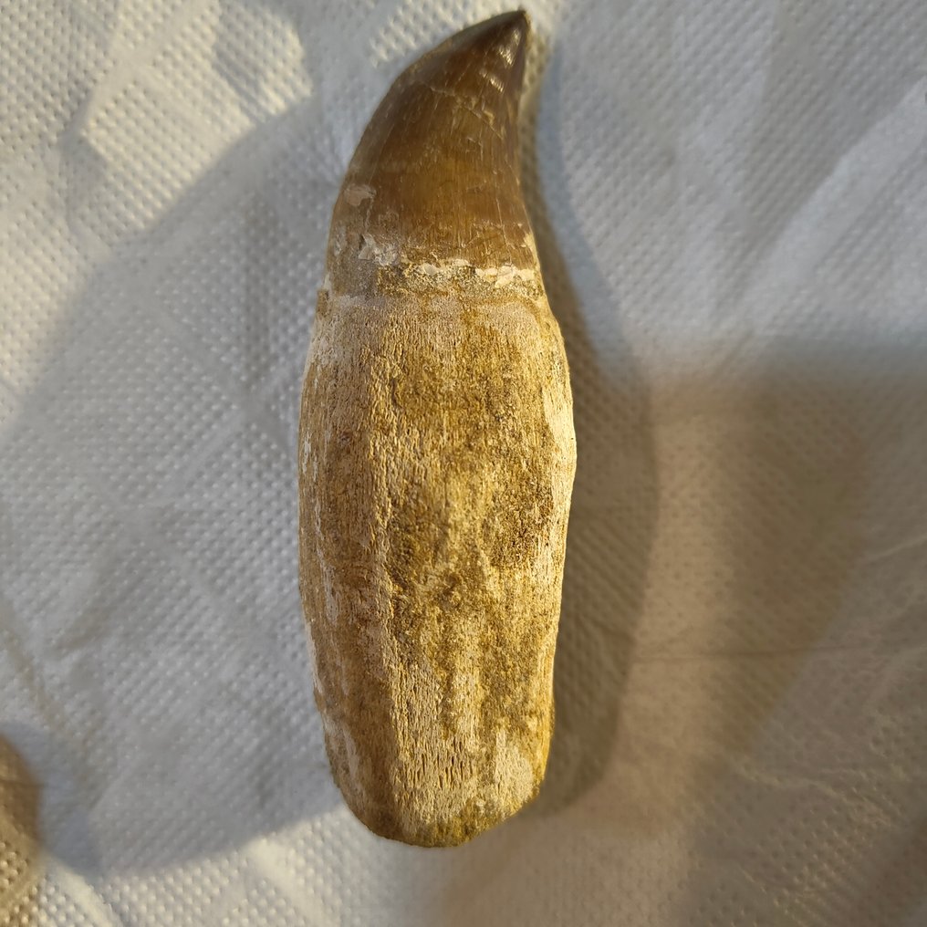 Mosassauro - Dente fóssil - dientes (Sem preço de reserva) #1.0