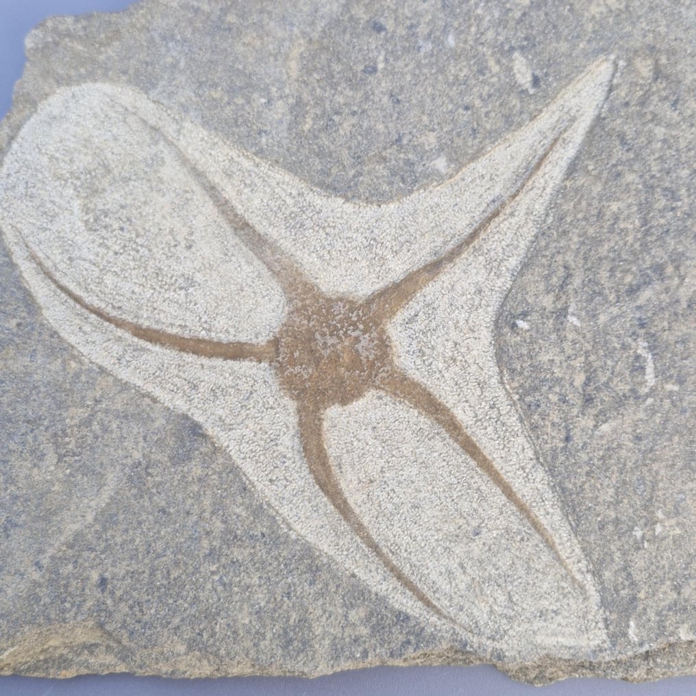 1 εύθραυστο αστέρι - Απολίθωμα πλάκας θνησιμότητας - Ophiuroidea - 227 mm - 166 mm  (χωρίς τιμή ασφαλείας) #3.2