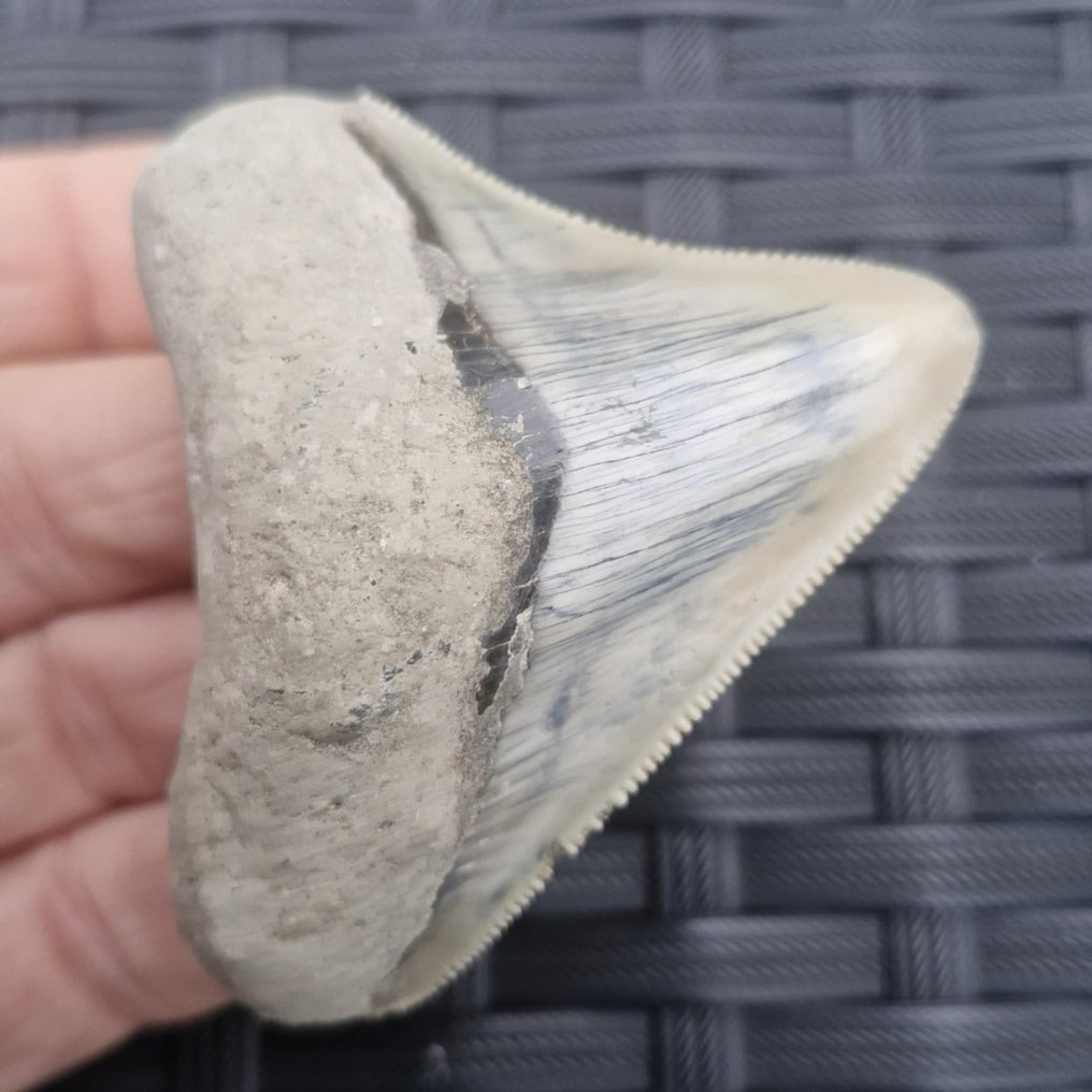 巨齿鲨（后部） - 牙齒化石 - megaselachus megalodon - 72 mm - 66 mm  (沒有保留價) #4.3