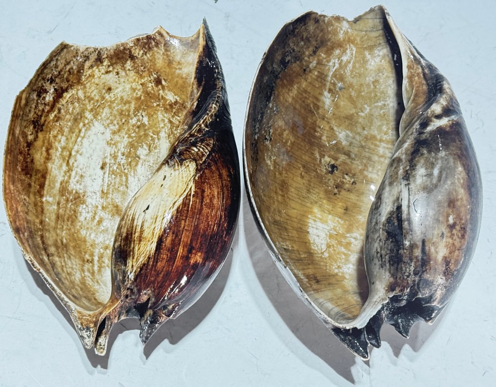 Σετ δύο κελύφη αυχένα Bailer - Δυτικό Πάπυα  (χωρίς τιμή ασφαλείας) #4.3