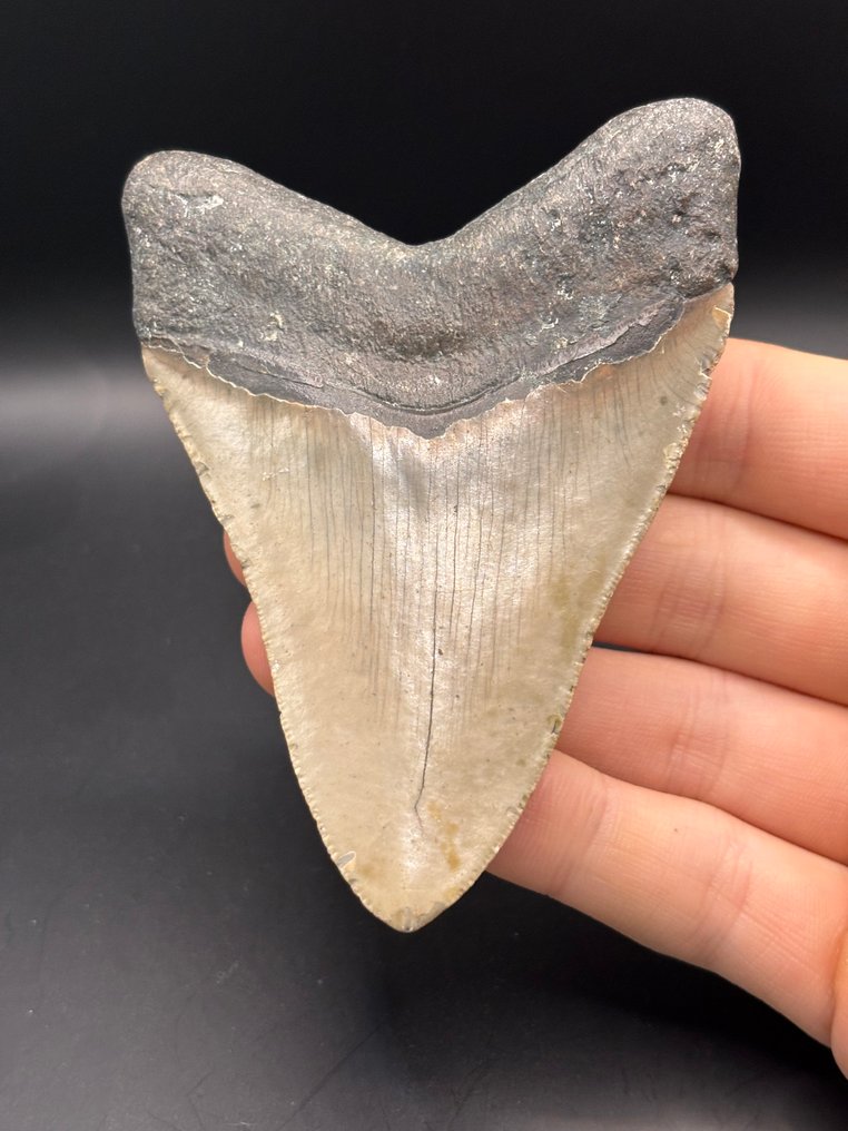 Megalodon - Απολιθωμένο δόντι - Carcharias Megalodon - 9.9 cm - 7.2 cm #1.0