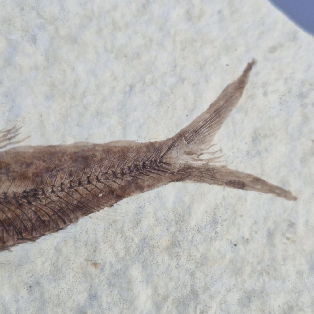 Peixe - Amostra fóssil com vários espécimes - Knightia eocaena - 84 mm - 71 mm  (Sem preço de reserva) #4.3