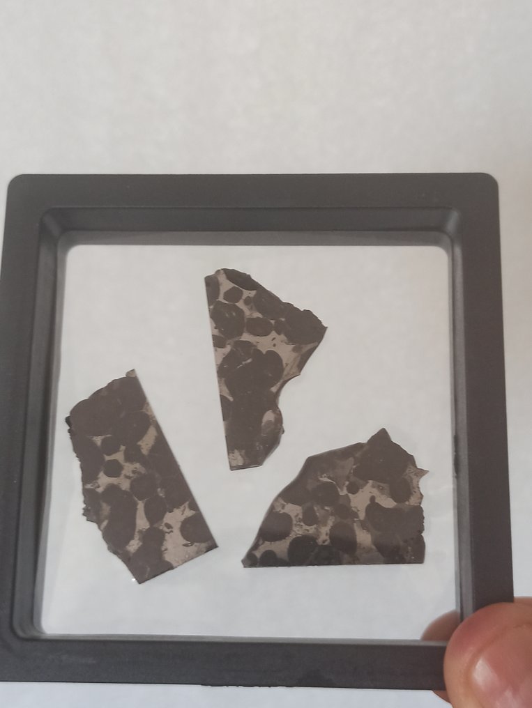 SERICHO - pallasite meteorite - 3 polished slices. No Reserve Price!!! - 25.72 g #2.1