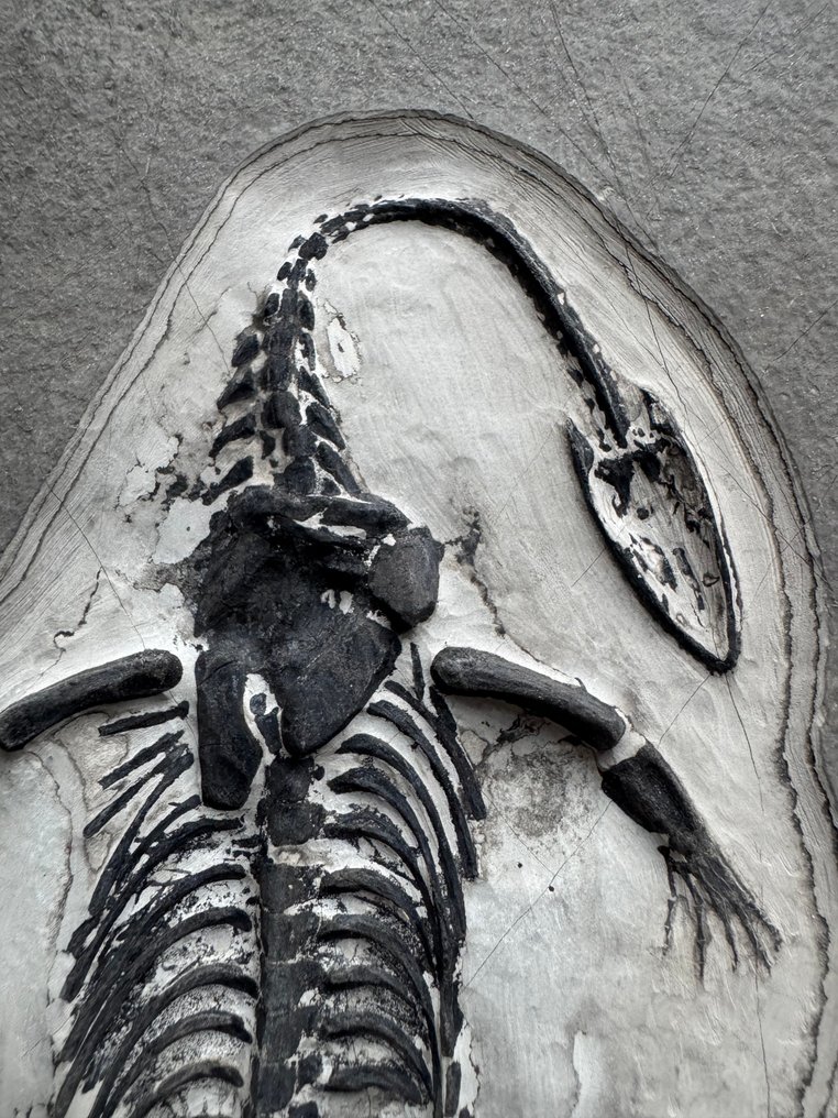 Rettile fossile: Keichousaurus - Triassico - Animale fossilizzato - Keichousaurus - 29 cm - 18 cm (Senza prezzo di riserva) #3.2