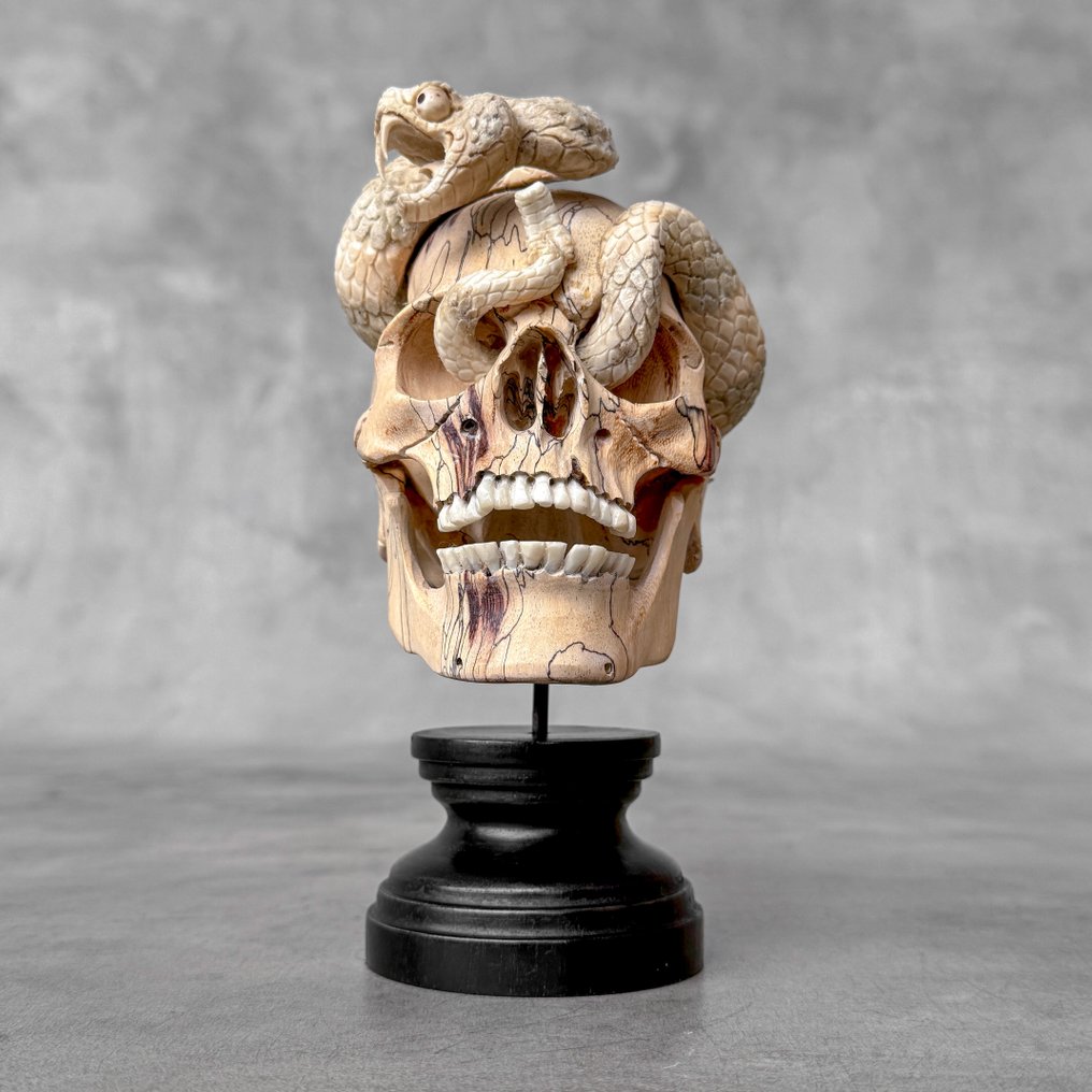NO RESERVE PRICE - Tamarind Wooden Skull with Carved Snake from Deer Antler - Σκάλισμα, Tamarind Wooden Skull with Carved Snake from Deer Antler - 18 cm - Tamarindus - 2025 #3.2