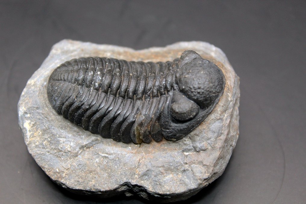 Trilobite - Fossil matrise - PHACOPS sp. (Ingen reservasjonspris) #3.2