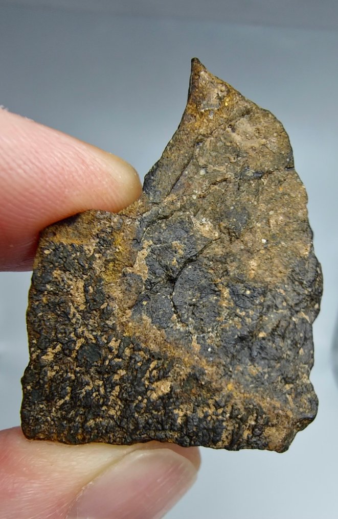 Carbonaceous meteorite CO3, NWA 16415. Do not reserve price. - 30.72 g - (1) #1.0