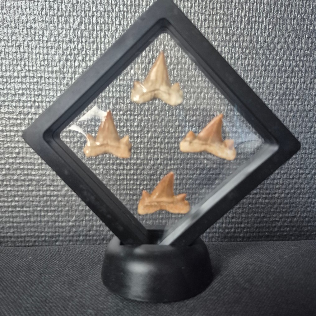 Otodus - Dinte fosilă - Mooie collectie fossiele tanden - Otodus Obliqus Haai - 11 cm - 11 cm  (Fără preț de rezervă) #2.1