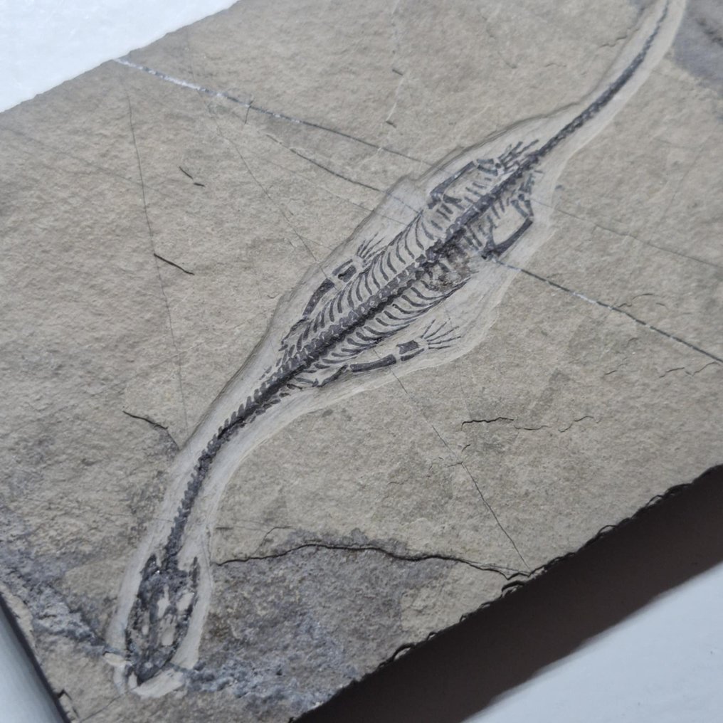 Splendidamente conservato - Animale fossilizzato - Keichousaurus hui - 112 mm - 70 mm #1.0