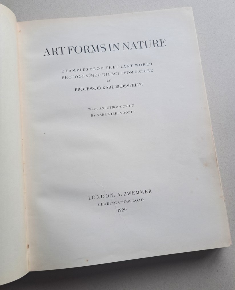 Karl Blossfeldt - Art Forms in Nature - Urformen der Kunst - 1929 #3.2