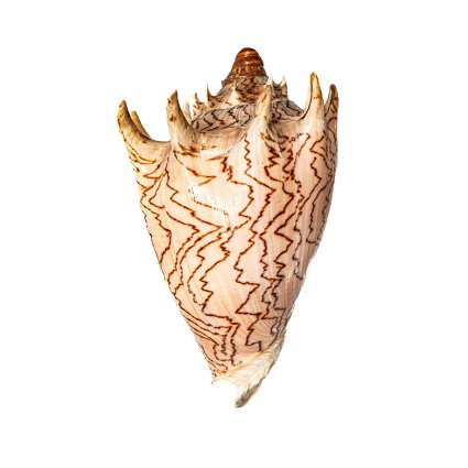 Βασιλική κοχλία / Κοχλίας του αυτοκράτορα Επιτοίχια βάση ταρίχευσης - Cymbiola imperialis - 15.5 cm - 0 mm - 0 mm - Είδη που δεν ανήκουν στο CITES - 1 #1.0