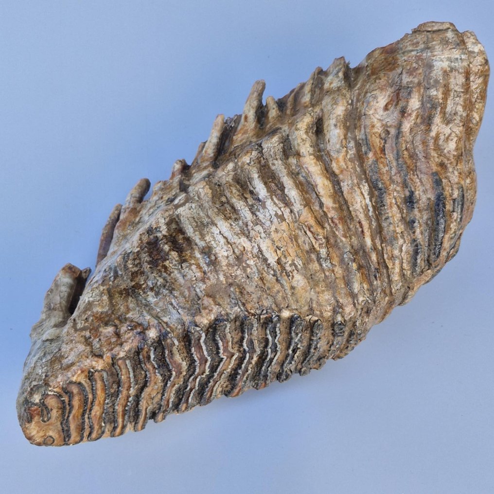 Μαλλιαρό μαμούθ - Απολιθωμένο γομφίο - Mammuthus primigenius - 320 mm - 168 mm  (χωρίς τιμή ασφαλείας) #1.0