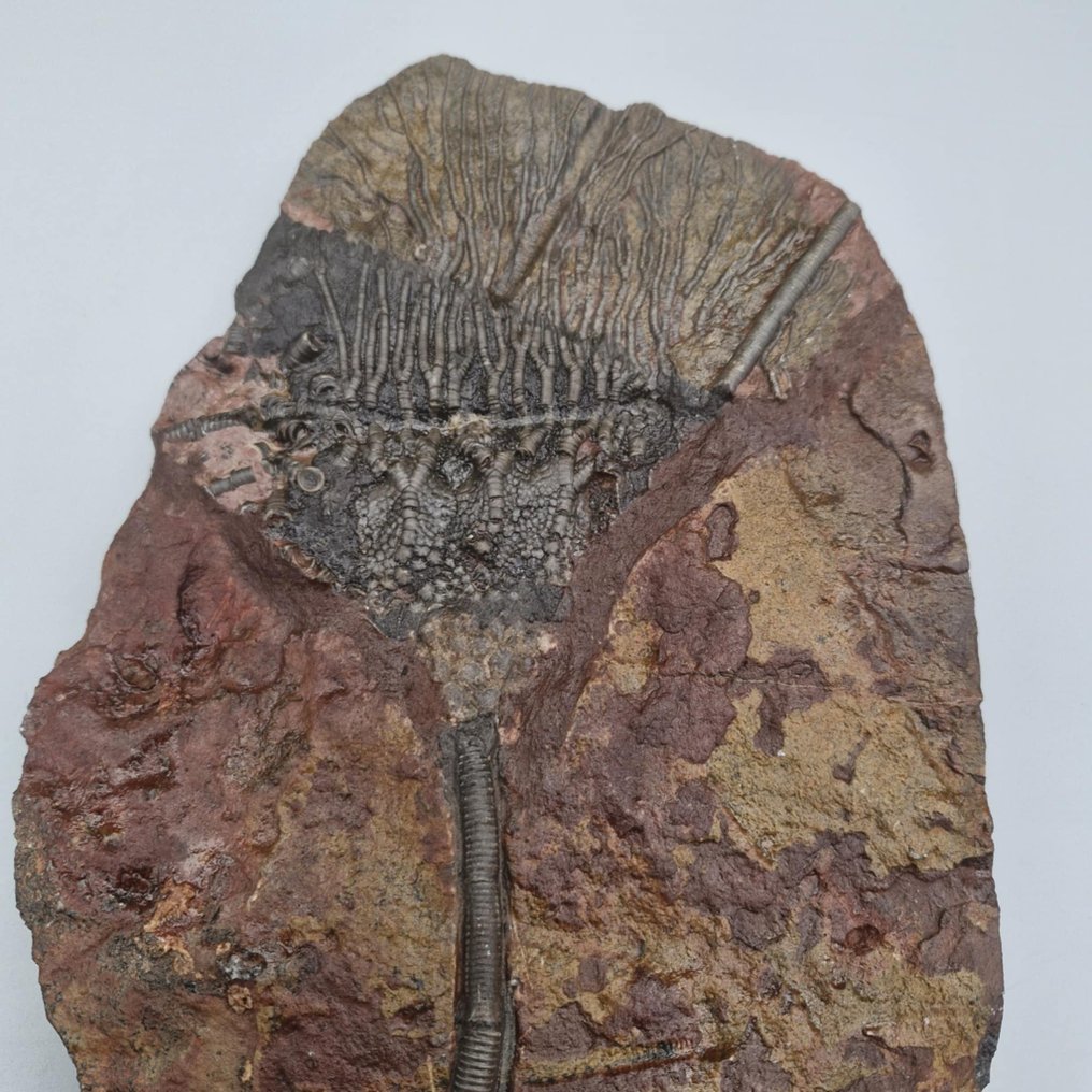 Crinoidea - Animal fossilizado - Scyphocrinus elegans - 257 mm - 183 mm (Sem preço de reserva) #1.0