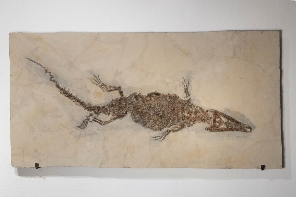 Krokodil - Fossiles Skelett - Diplocynodon sp. - 59 cm - 115.5 cm #1.0