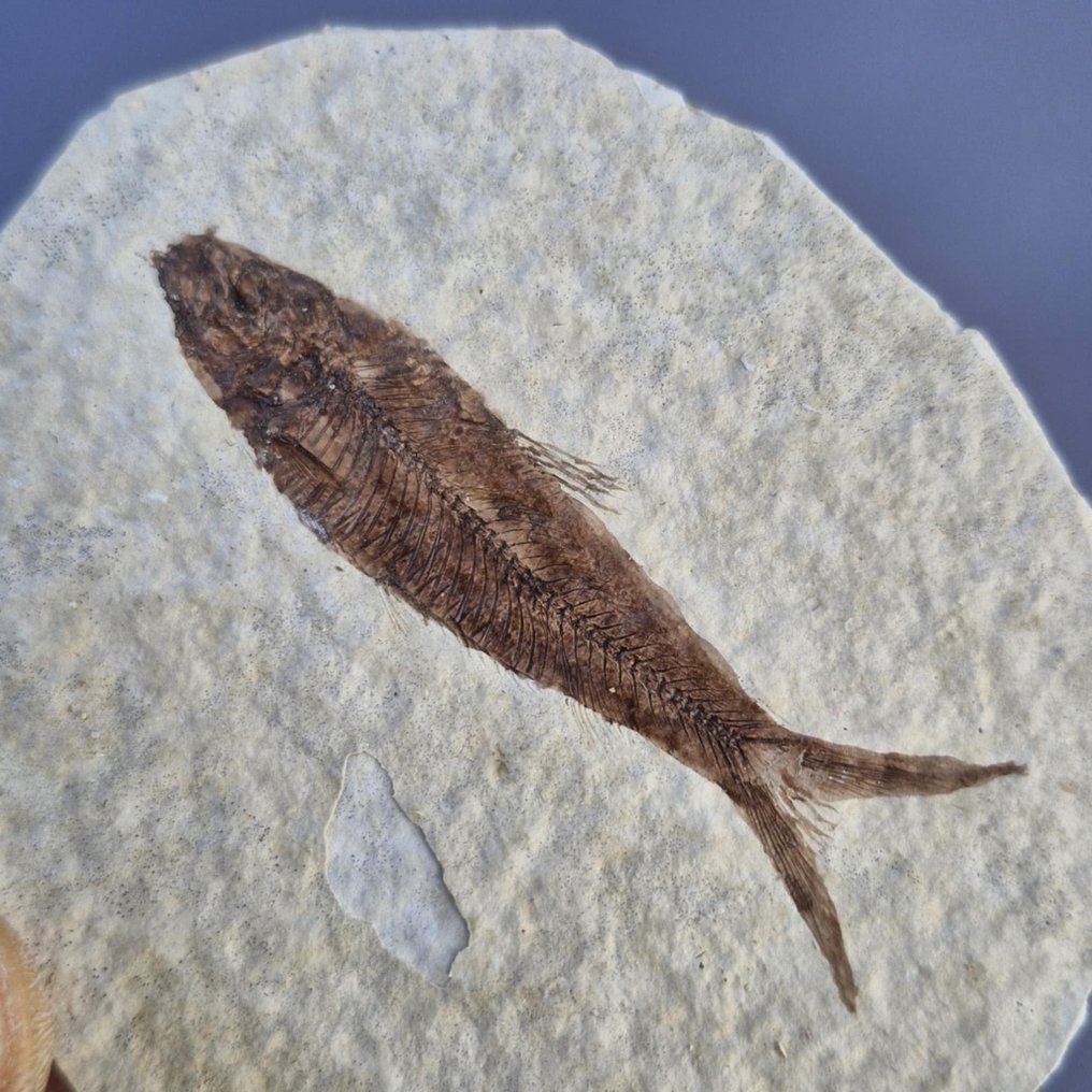 Peixe - Amostra fóssil com vários espécimes - Knightia eocaena - 84 mm - 71 mm  (Sem preço de reserva) #1.0