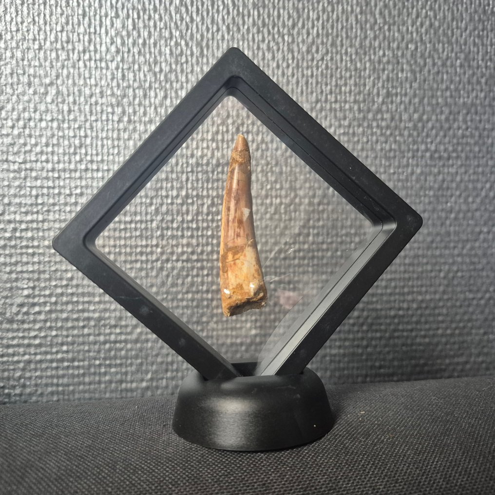 Set in display boxes Tand - Spinosaurus - 8 cm - 2 cm - 2 cm -  (2) #2.1