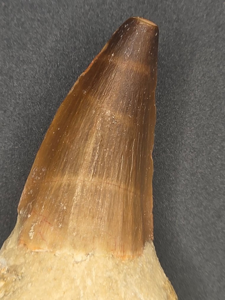 Mosasaur - Fossil tooth - 8 cm (No reserve price) #4.3