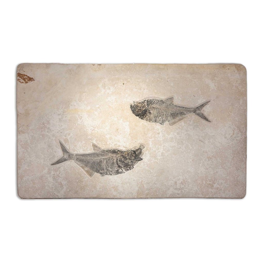 Poisson - Squelette fossile - "Aspiration" Diplomystus dentatus - 60 cm - 101 cm #1.0