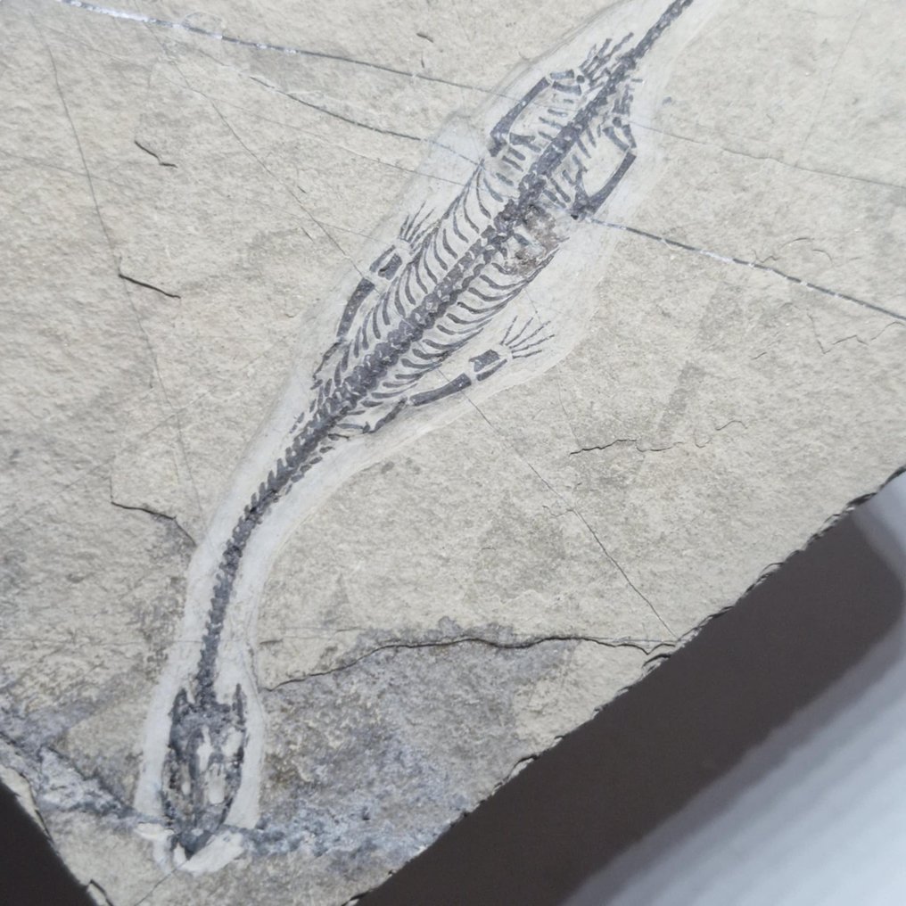 Splendidamente conservato - Animale fossilizzato - Keichousaurus hui - 112 mm - 70 mm #4.3