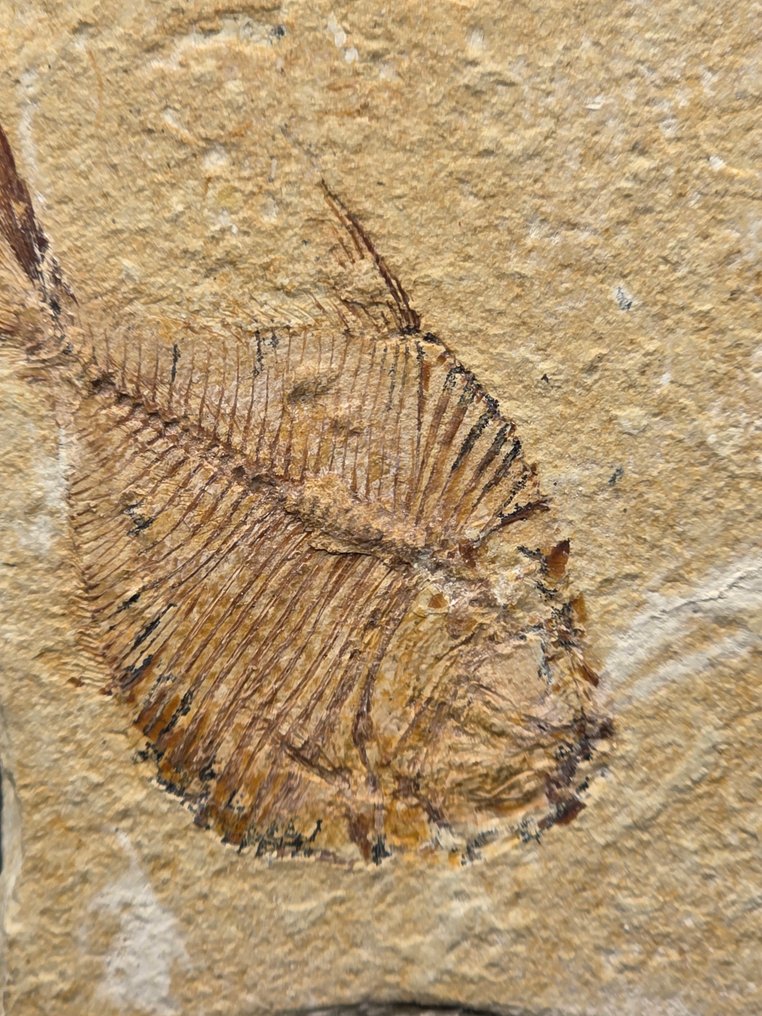 Fossile dyr - fish - 9 cm #3.2