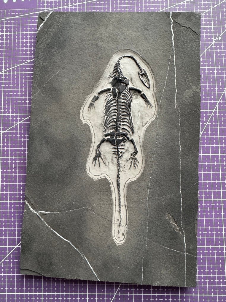 Rettile fossile: Keichousaurus - Triassico - Animale fossilizzato - Keichousaurus - 29 cm - 18 cm (Senza prezzo di riserva) #1.0