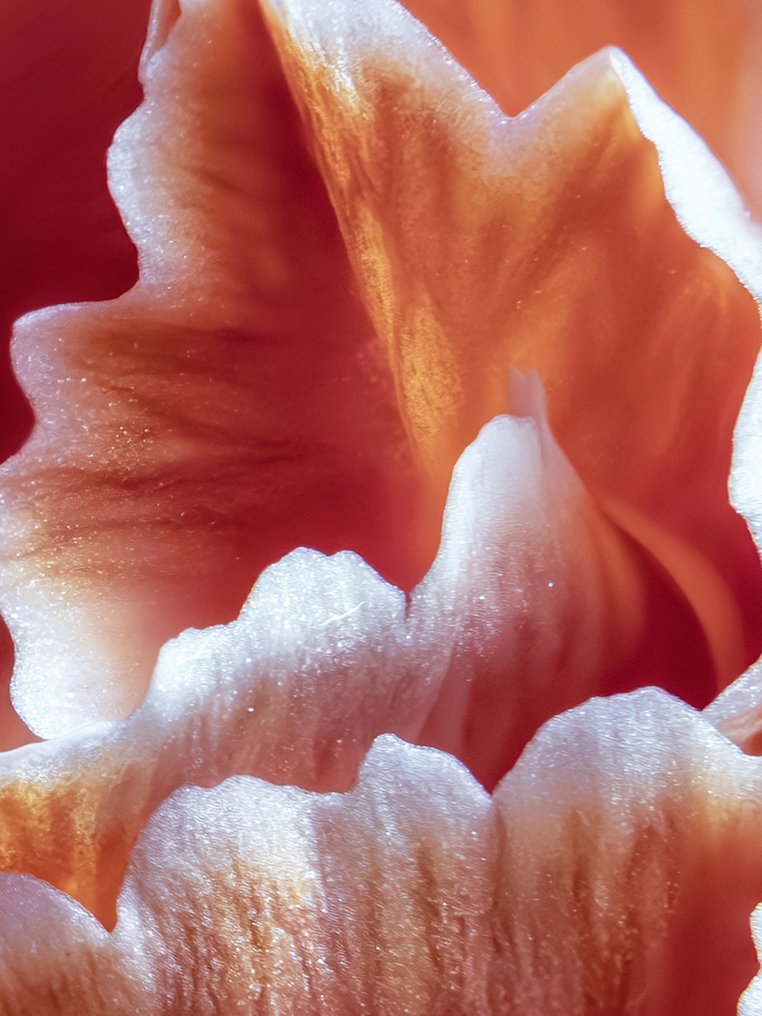 Inna Etuvgi - Waves of Carnation #1.0