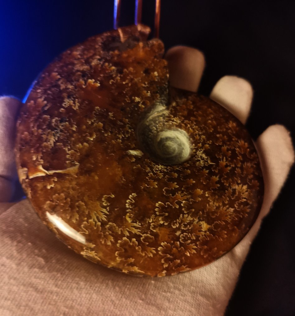 Ammonit - Tierfossil - Jurassic AA Ammonit Kopffüsser 400 g 11,8 x 9,4cm wundervolles Stück mit bestens erhaltenen Loben!  (Ohne mindestpreis) #3.2