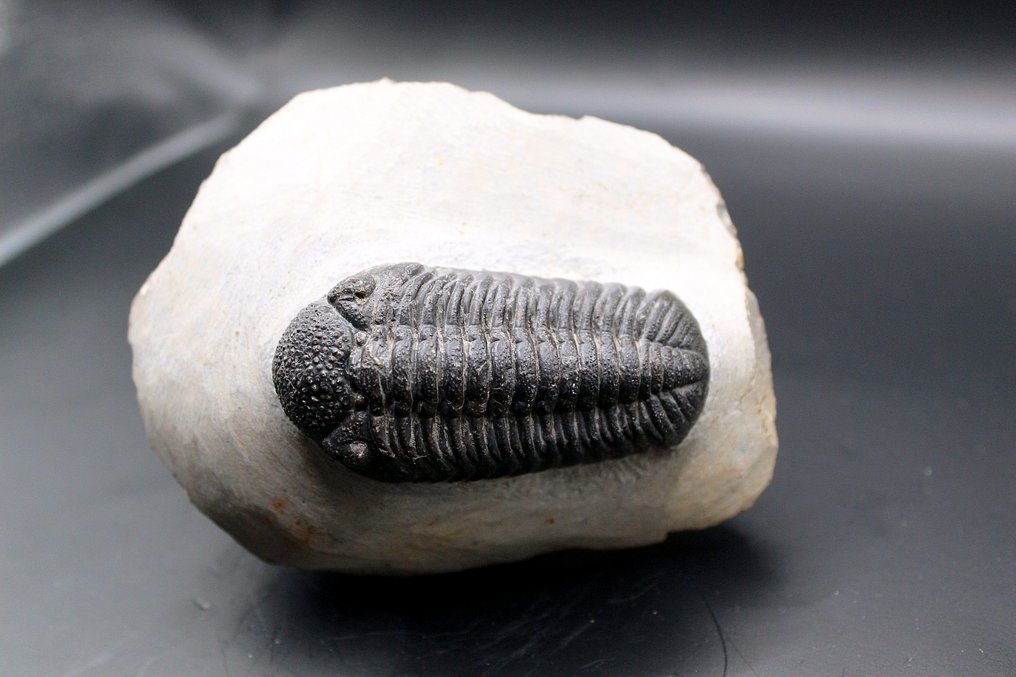 三叶虫 - 矩阵化石 - Phacops sp  (没有保留价) #4.3